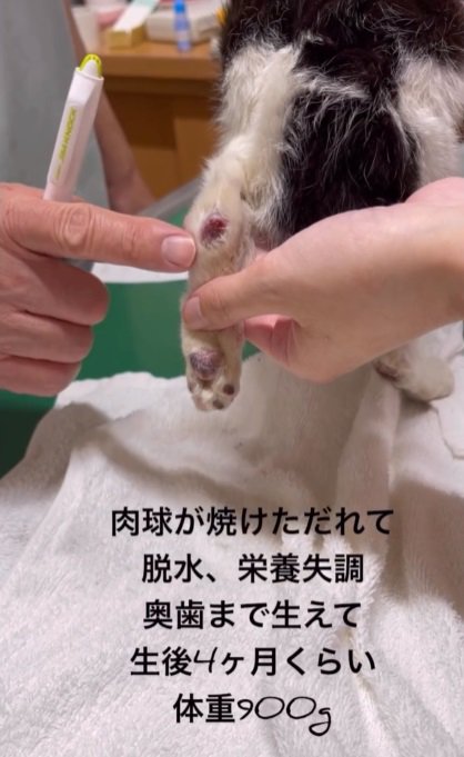 子猫の足と獣医さんの手