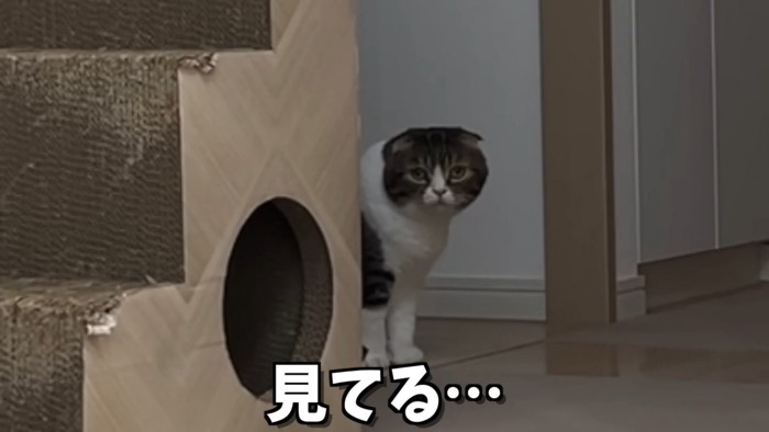 遠くからのぞくぽこ太郎くん