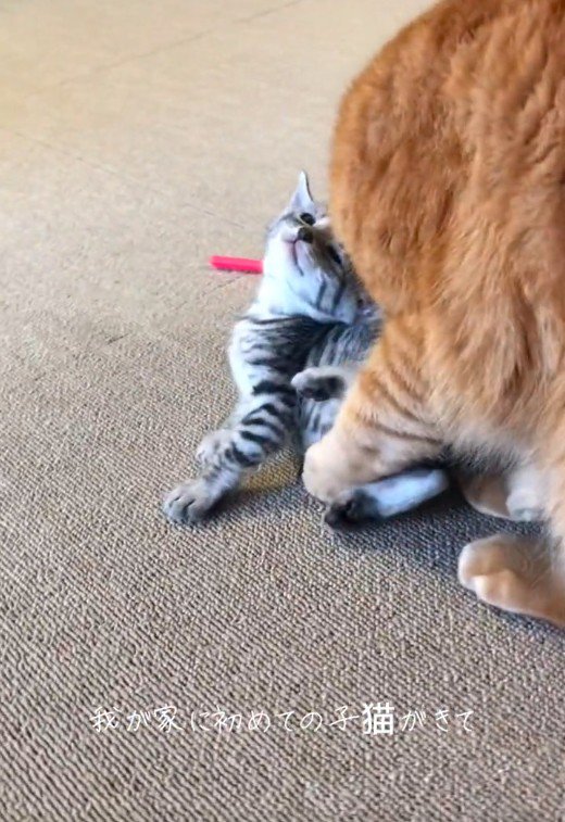 子猫の匂いを嗅ぐ大人の猫