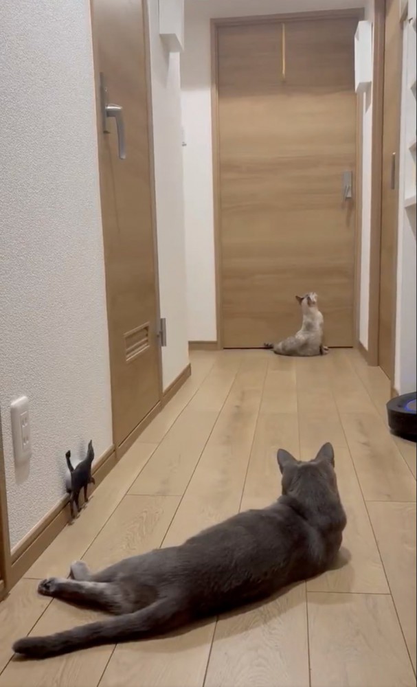 座ってドアを眺める猫
