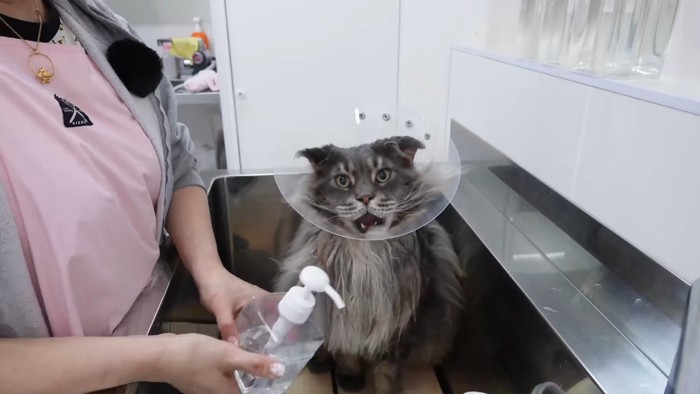 鳴くスタークちゃん