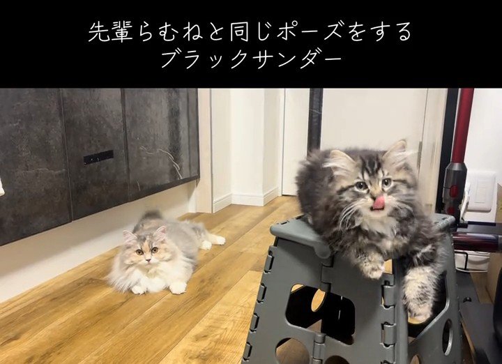カメラ目線の2匹の猫