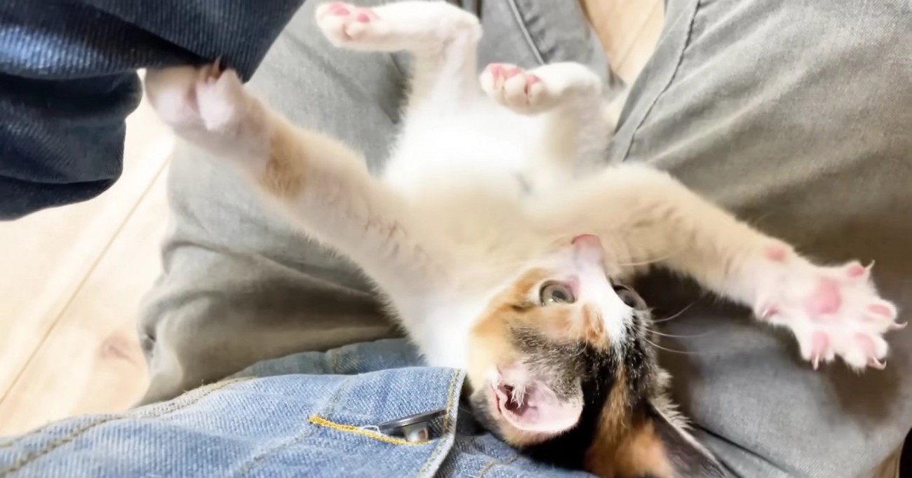 爪を出して威嚇&爪をひっかける三毛さん