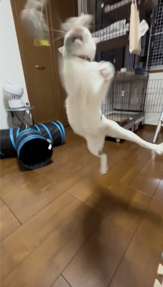 大ジャンプを見せつける猫