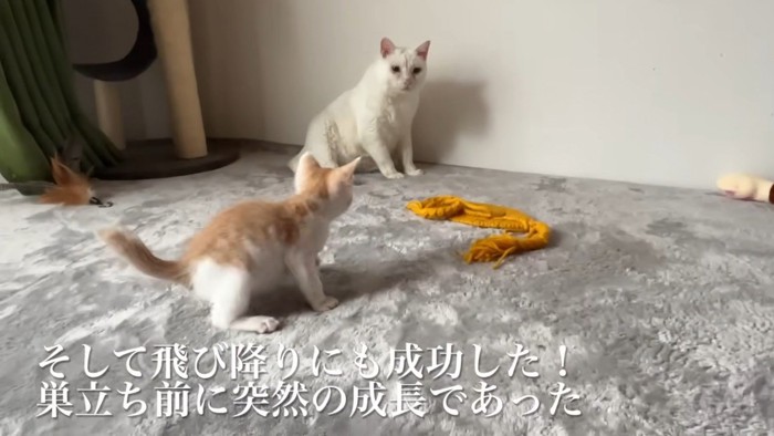 「そして飛び降りにも成功した！」