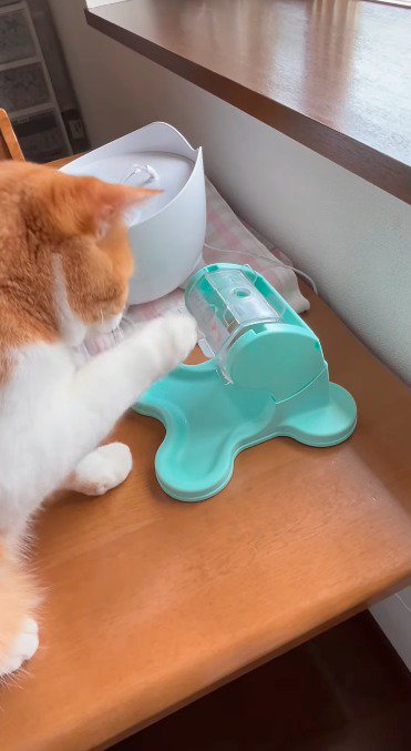 おもちゃに前足をかけようとする猫