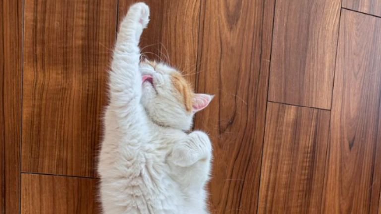 寝転がっている猫