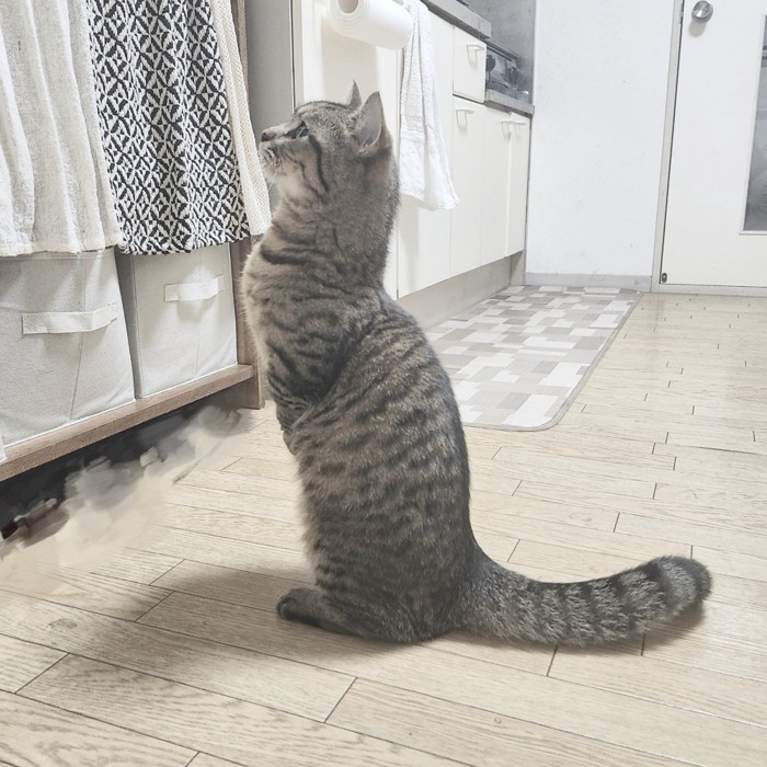 立っているしま模様の猫