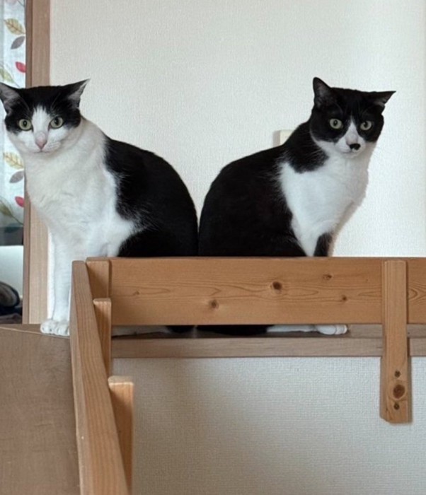 こちらを見つめる2匹の猫