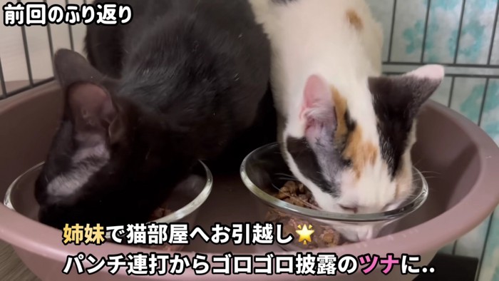 ごはん中の猫2匹