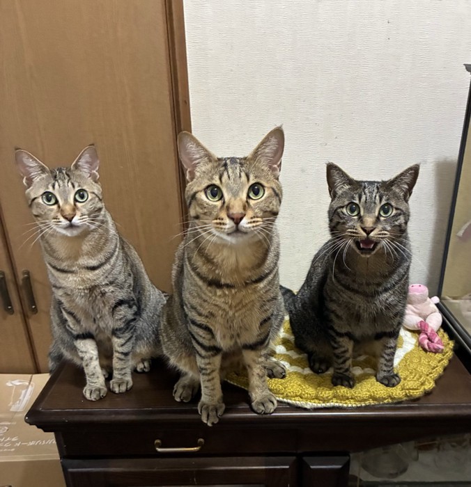 並んで座る3匹の猫