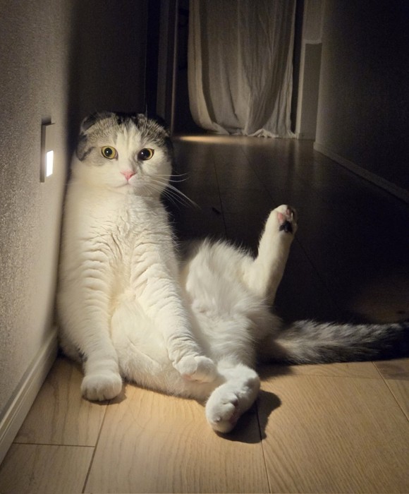 セクシーポーズをする猫