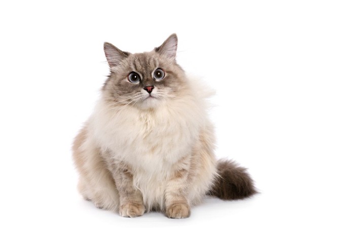 草の上に座る猫