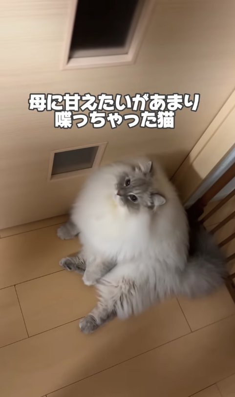 ドアの前で座り込んでいる猫「母に甘えたいがあまり喋っちゃった猫」
