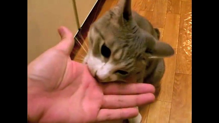 手のひらの噛みつき