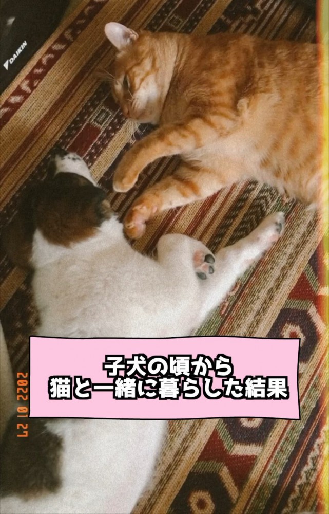 ゴロゴロする犬と猫