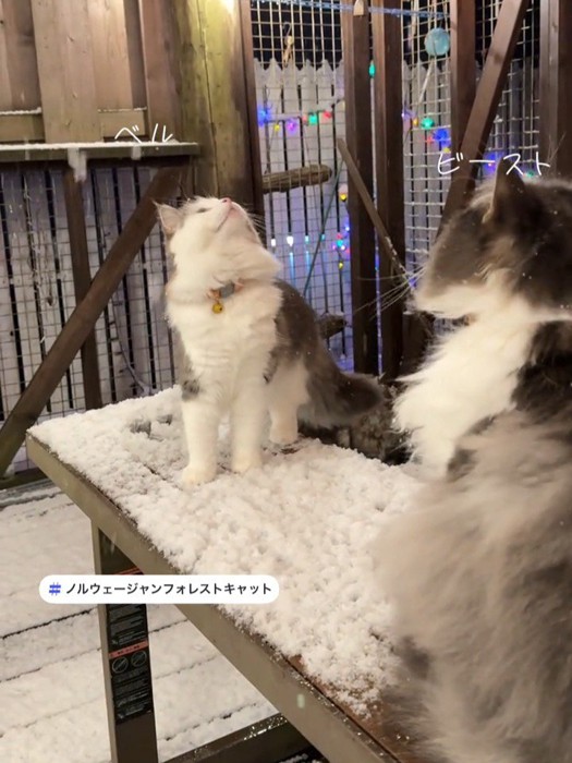 見上げる2匹のねこ