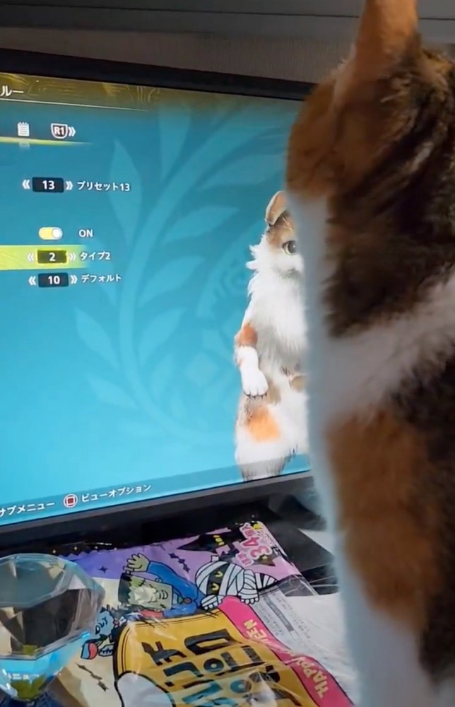 声の主を探す猫