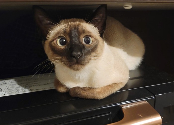 成長したモコロちゃん