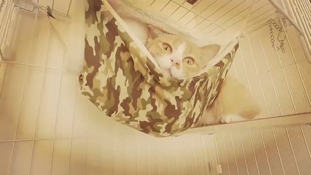 ハンモックに乗っている猫