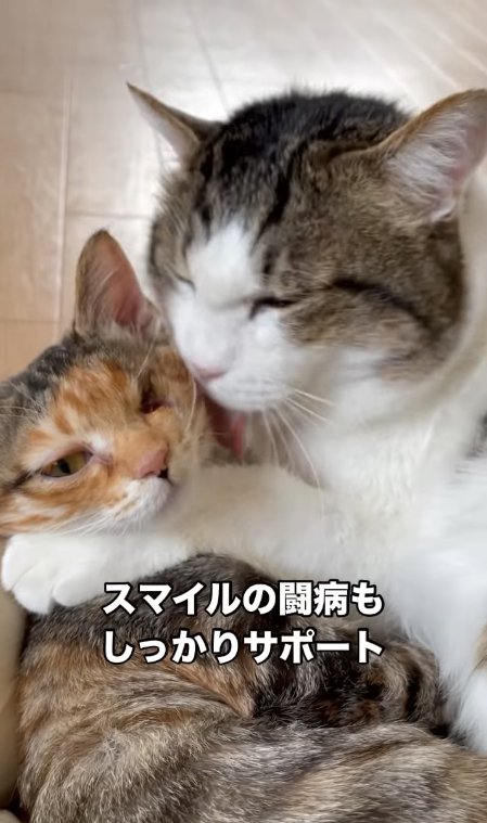 子猫の肩に手を置いて毛づくろいをしている猫