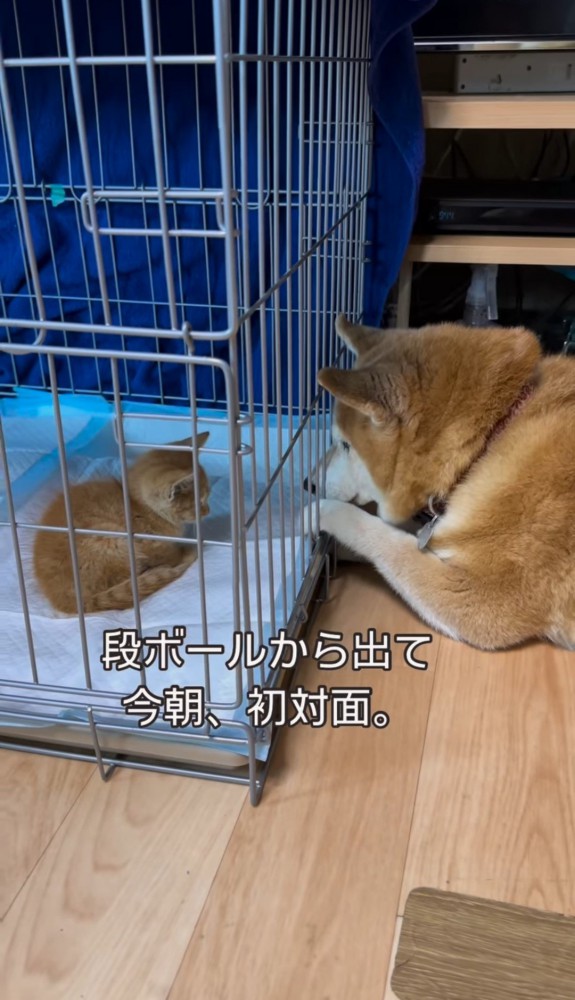 ケージ越しの子猫と前足をかける犬