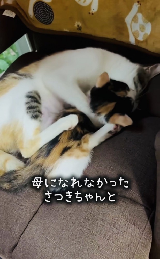 子猫をグルーミングする三毛猫