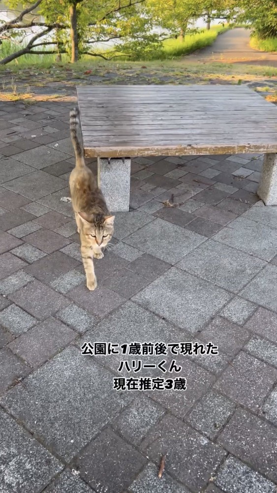 公園を歩く猫