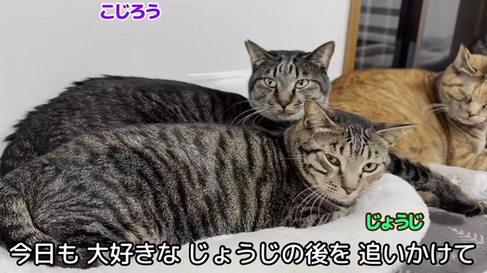 2匹でくっついて座っている猫
