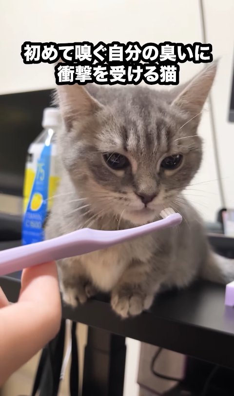顔の前に歯ブラシを差し出された子猫