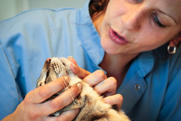 獣医師に顎ニキビの診察をされる猫