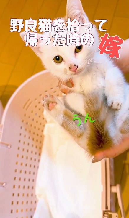 抱っこされる子猫