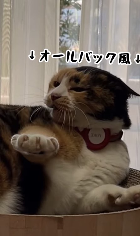 耳を後ろに倒している三毛猫のアップ「オールバック風」