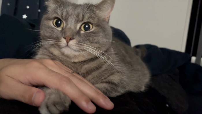 気が済んだ猫
