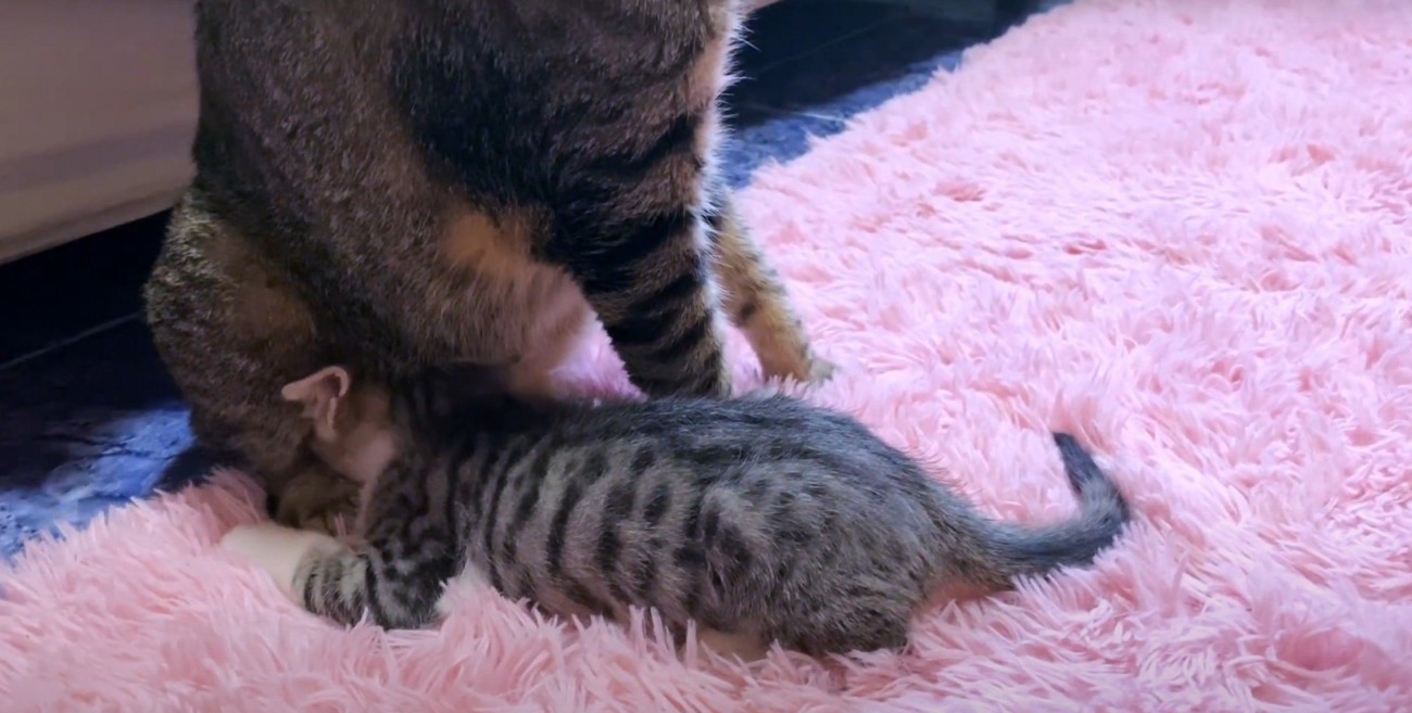 おなかにつっこむ子猫