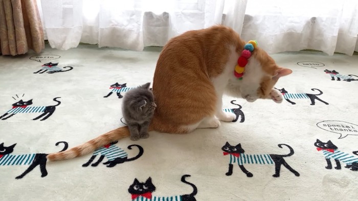 成猫の後ろから成猫の顔を見る子猫