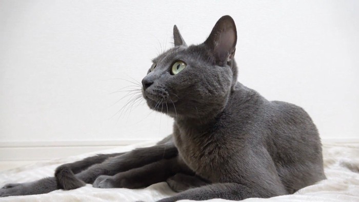 休みながら見上げる姿