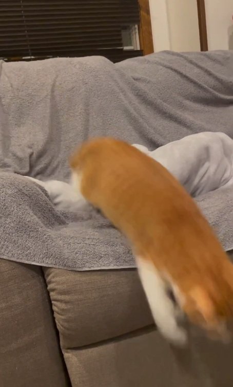 ジャンプするセッタくん