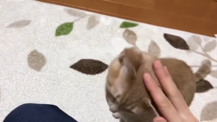 頭を擦りつけて