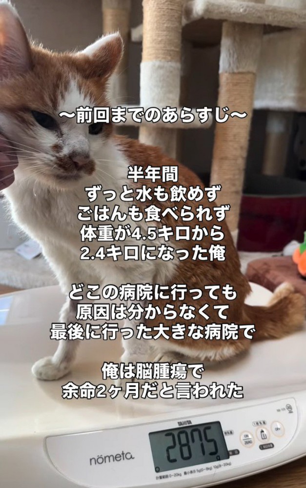 体重計に乗る猫
