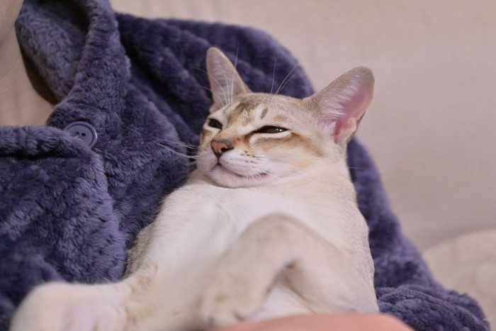 穏やかな顔をしている猫
