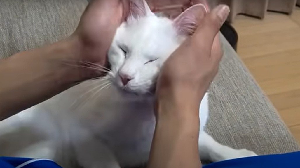 人の手に顔をはさまれる猫