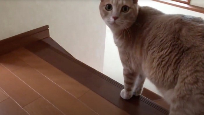 飼い主を見上げる茶トラ猫