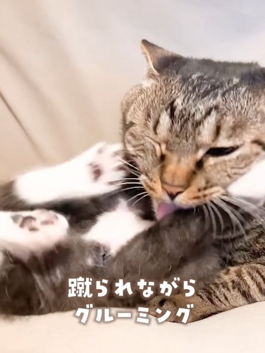 目を閉じて子猫をなめる成猫