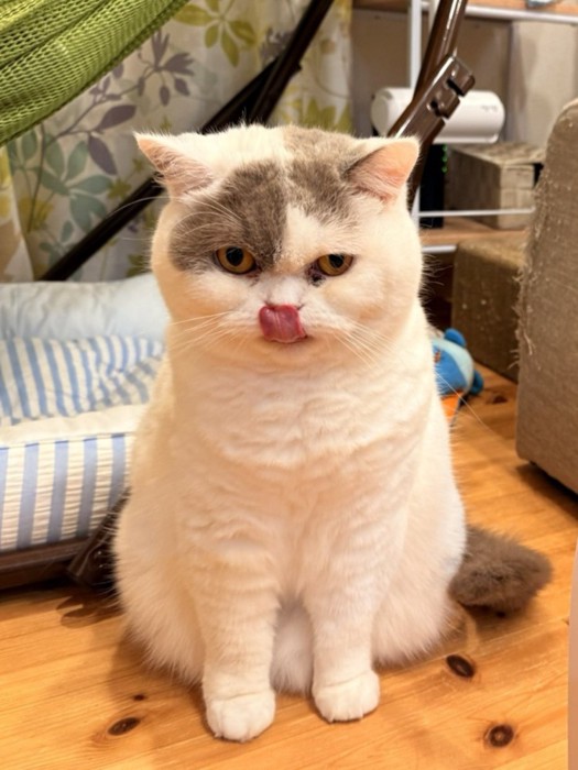座って舌をぺろりと出す猫