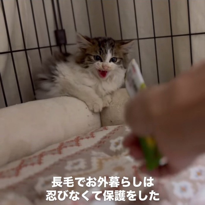 ケージの奥で警戒する子猫