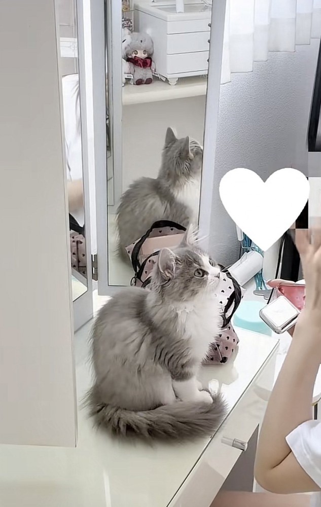 飼い主さんを見つめる猫の写真2