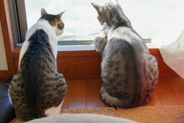 外を見る2匹の猫の後ろ姿