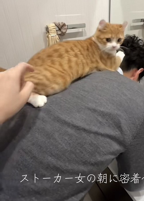 飼い主さんの背中に乗る猫の写真1-3