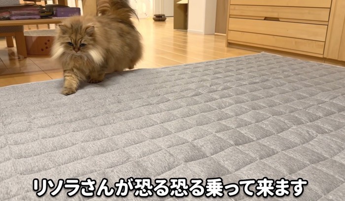 恐る恐るの猫